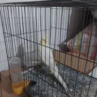 عروسی هلندی  با آلبینو سفید|پرنده|رشت, جماران|دیوار