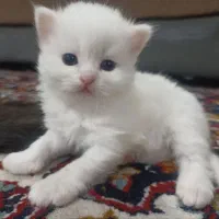 گربه دو رگ پرشین تمام سفید
