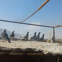 کفتر پلاکی جنگی