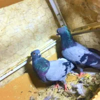 کفتر