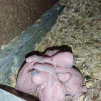 جوجه ملنگو سرلاکی و جوجه راهب سرلاکی