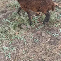 بره ماده جنس