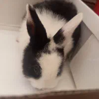 خرگوش|موش و خرگوش|کرمان, |دیوار