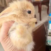 خرگوش لوپ نر ۲ ماهه