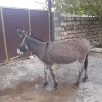 الاغ ماده پنج سال سالم قیمت توافقی|حیوانات مزرعه|سیروان, |دیوار