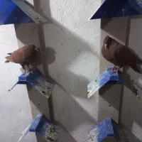 کبوتر سرخ کاکل پاصاف|پرنده|بهبهان, |دیوار