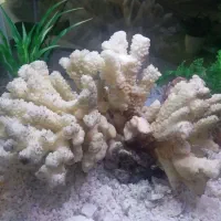 آکواریوم با تمامی وسایل|ماهی|ایلام, |دیوار