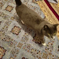 فروش گربه خانگی پرشین جنس نر به قیمت ۱۵ میلیون|گربه|میاندوآب, |دیوار