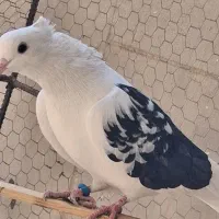 کفتر پرشی