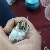 سهره