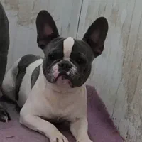 فرنچ بولداگ|سگ|بومهن, |دیوار