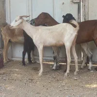 6عدد بز تالی و کهره نر کشتن بز دوقلو ازدرجه یک|حیوانات مزرعه|بندرعباس, |دیوار