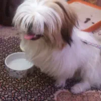 سگ شیتزو سوپر فلت|سگ|اراک, |دیوار