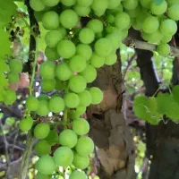 غوره ترش و آبدار