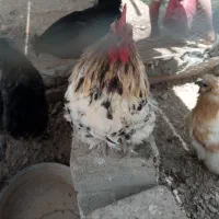 مرغ و خروس ابریشمی کوشین