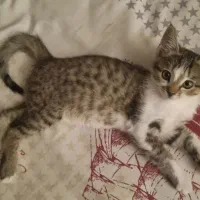 واگذاری دختری به نام هپی( به معنی خوشحال)