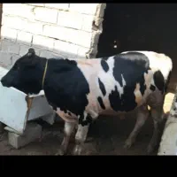 فروش گوشت تازه با قیمت مناسب