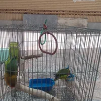 فروش طوطی کوتوله