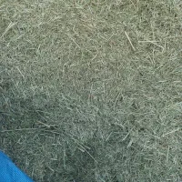 یونجه کوبیده شده درجه یک