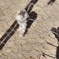 خروس و مرغ برهما|پرنده|سوری, |دیوار
