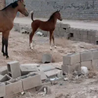 کره مادیون 2ماهه درهشور
