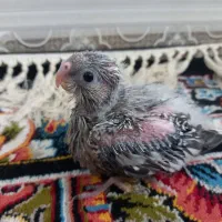 ایزابلای۲۰روزه به بهترین کیفیت