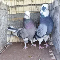 کبوتر کفتر  ۳تا نر  و ۲جفت معاوضه هم میشن