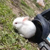 خرگوش کوچولو