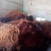 بره نر 40 کیلویی 7عدد