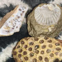 سنگ فسیل|کلکسیون اشیاء عتیقه|حنا, |دیوار