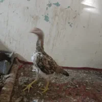 جوجه لاری میکس اوشامو و افغان دونگ بالا