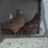 کبوتر سرخ و زرد ،سار ،سوسکی