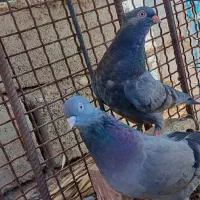 کفتر سبز فروشی قیمت ۱۱۰۰|پرنده|ریگان, |دیوار