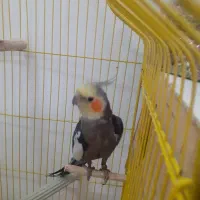 عروس هلندی|پرنده|قرچک, میرزائی جنوبی|دیوار