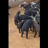 بره پای پروار سبک