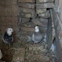 فروشی،طوق|پرنده|فردوس (خراسان), |دیوار