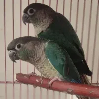 گرینچیک تراکویست نرمال و یلوساید مولد با تست مشهد