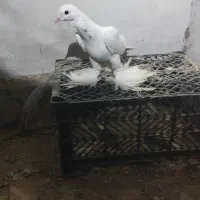 سفید پا پر فندک باش اوجا پاچا یک ماده و دوتا نر