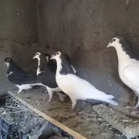 مرغ و کبوتر|پرنده|فرح دشت, |دیوار