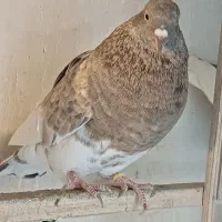 ماده رنگه هوایی