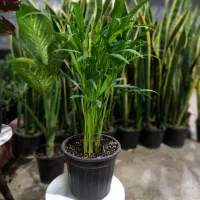 نخل اریکا در گلوریا|گل و گیاه طبیعی|قم, پردیسان|دیوار