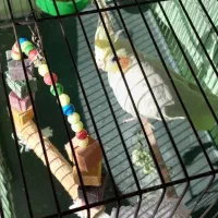 حیوانات خانگی