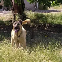 سرابی 11ماهه