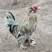مرغ و خروس وجوجه سلطان