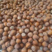 فندق پر مغز اشکورات