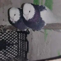 کبوتر طوقی جوان خیلی مفت