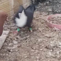 دوجفت جوجه کشی