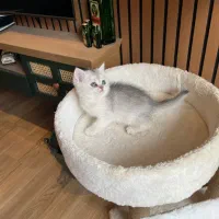 بچه گربه بریتیش سیلور اصیل و خاص