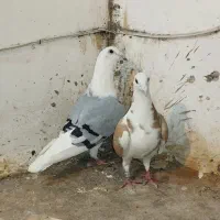 جفت پلاکی کویتی