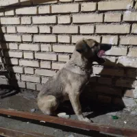 توله خارجی مخصوص آموزش